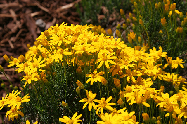 L.A. Garden Tour (6358)