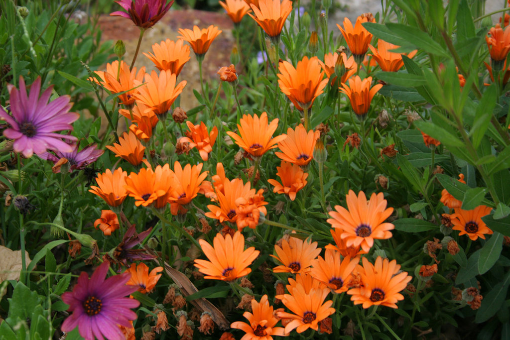 L.A. Garden Tour (6365)