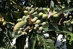 L.A. Garden Tour - Figs (6359)