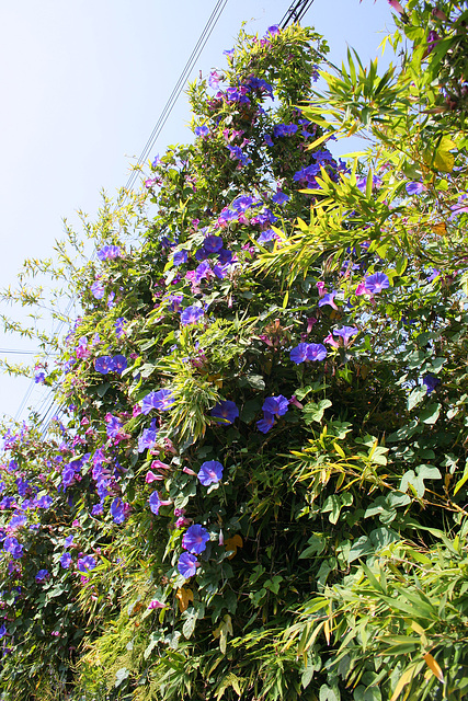 L.A. Garden Tour - Morning Glories (6330)