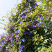 L.A. Garden Tour - Morning Glories (6330)