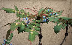 L.A. Garden Tour - Oregon Grape (6385)