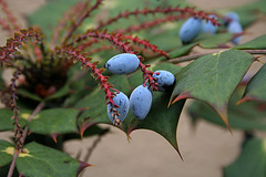 L.A. Garden Tour - Oregon Grape (6386)