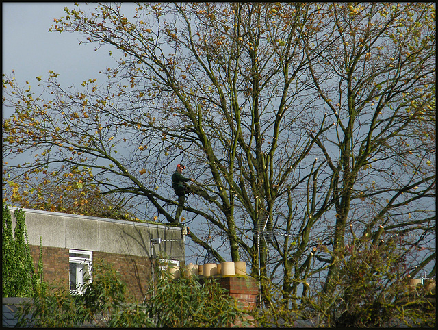 tree surgeon in Jericho