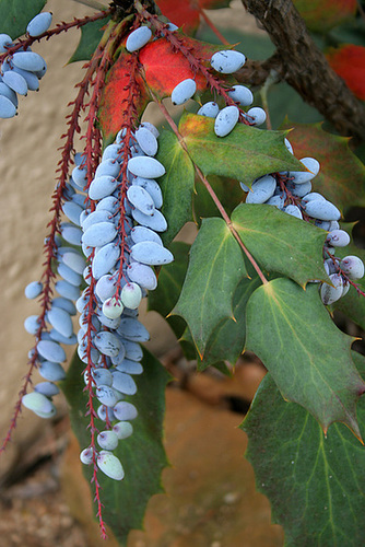 L.A. Garden Tour - Oregon Grape (6388)