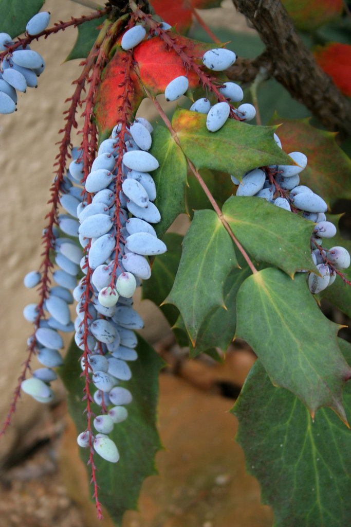L.A. Garden Tour - Oregon Grape (6388)