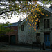 autumn gold at Mount Place