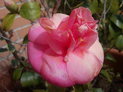 Camelia.