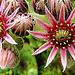 20090628 04162DSCw [D~LIP] Hauswurz (Sempervivum-Hybride), Bad Salzuflen