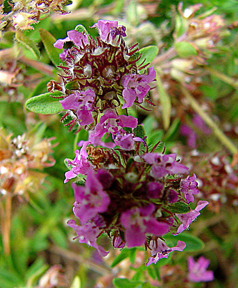 20090628 4176DSCw [D~LIP] Thymian {Schopfiger-} (Thymus comosus 'Doone Valley'), Bad Salzuflen