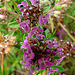 20090628 4176DSCw [D~LIP] Thymian {Schopfiger-} (Thymus comosus 'Doone Valley'), Bad Salzuflen