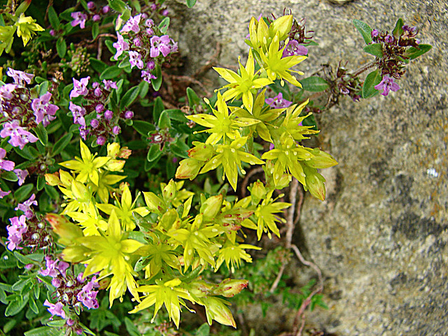 20090628 4177DSCw [D~LIP] Fetthenne (Sedum sexangulare), Thymian {Schopfiger-} (Thymus comosus 'Doone Valley'), Bad Salzuflen