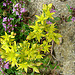 20090628 4177DSCw [D~LIP] Fetthenne (Sedum sexangulare), Thymian {Schopfiger-} (Thymus comosus 'Doone Valley'), Bad Salzuflen