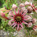 20090628 04163DSCw [D~LIP] Hauswurz (Sempervivum-Hybride), Bad Salzuflen