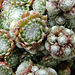 20090628 04166DSCw [D~LIP] Hauswurz (Sempervivum-Hybride), Bad Salzuflen