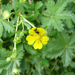 20090628 4178DSCw [D~LIP] Fingerkraut (Potentilla neumanniana), Glanzkäfer (Meligethes spec. agg), Bad Salzuflen