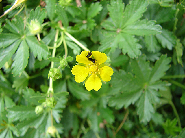 20090628 4178DSCw [D~LIP] Fingerkraut (Potentilla neumanniana), Glanzkäfer (Meligethes spec. agg), Bad Salzuflen