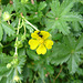 20090628 4178DSCw [D~LIP] Fingerkraut (Potentilla neumanniana), Käfer, Bad Salzuflen