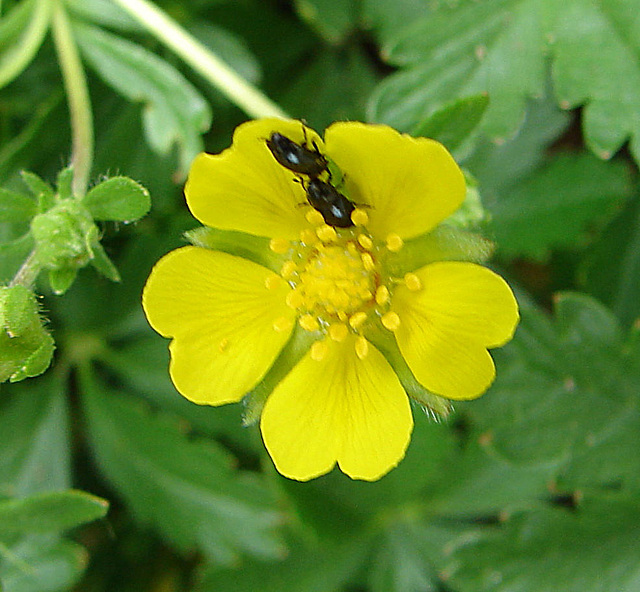 20090628 4179DSCw [D~LIP] Fingerkraut (Potentilla neumanniana), Glanzkäfer (Meligethes spec. agg), Bad Salzuflen