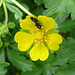 20090628 4179DSCw [D~LIP] Fingerkraut (Potentilla neumanniana), Käfer, Bad Salzuflen