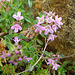 20090628 4173DSCw [D~LIP] Thymian {Schopfiger-} (Thymus comosus 'Doone Valley'), Bad Salzuflen