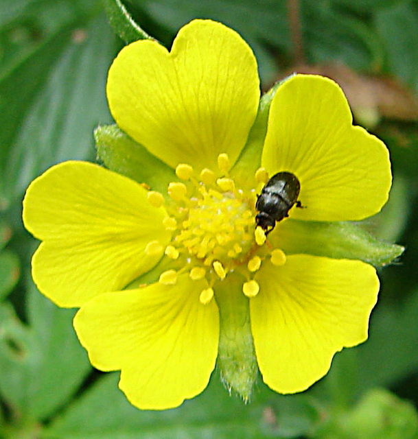 20090628 4181DSCw [D~LIP] Fingerkraut (Potentilla neumanniana), Käfer, Bad Salzuflen