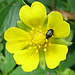 20090628 4181DSCw [D~LIP] Fingerkraut (Potentilla neumanniana), Käfer, Bad Salzuflen