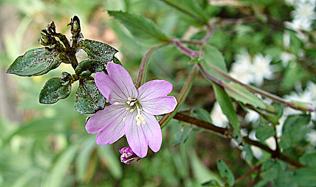 20090628 4184DSCw [D~LIP] Kleinblütiges Weidenröschen (Epilobium parviflorum), Bad Salzuflen