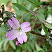 20090628 4184DSCw [D~LIP] Kleinblütiges Weidenröschen (Epilobium parviflorum), Bad Salzuflen