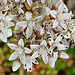 20090628 4174DSCw Wollkraut Blütenkäfer (Anthrenus verbasci), Weiße Fetthenne (Sedum album), [Weißer Mauerpfeffer], Bad Salzuflen