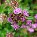 20090628 4175DSCw [D~LIP] Thymian {Schopfiger-} (Thymus comosus 'Doone Valley'), Bad Salzuflen