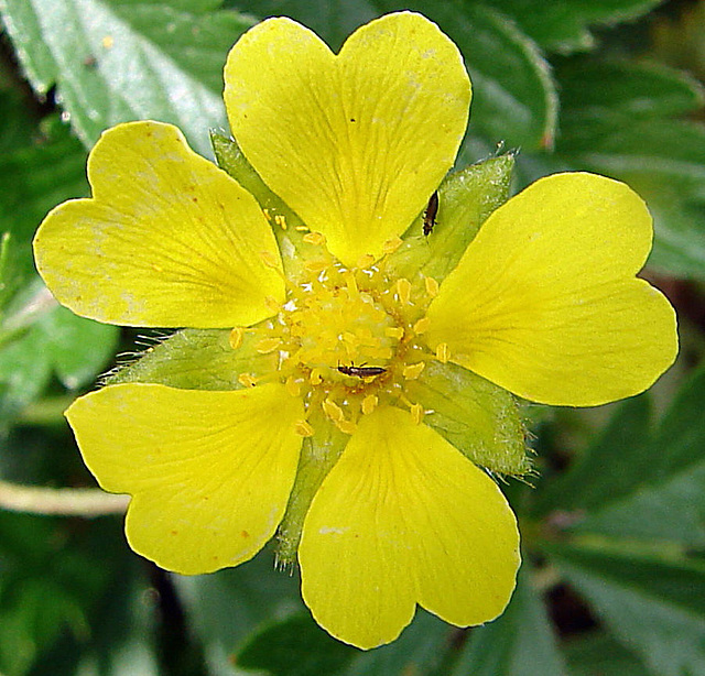 20090628 4187DSCw [D~LIP] Fransenflügler, Fingerkraut  (Potentilla neumanniana), Bad Salzuflen