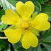 20090628 4187DSCw [D~LIP] Fransenflügler, Fingerkraut  (Potentilla neumanniana), Bad Salzuflen