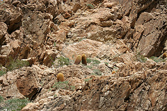 Goler Wash (4853) Goler Wash (4853)