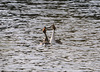 Displaying Grebes 3