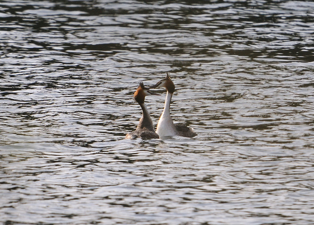 Displaying Grebes 3