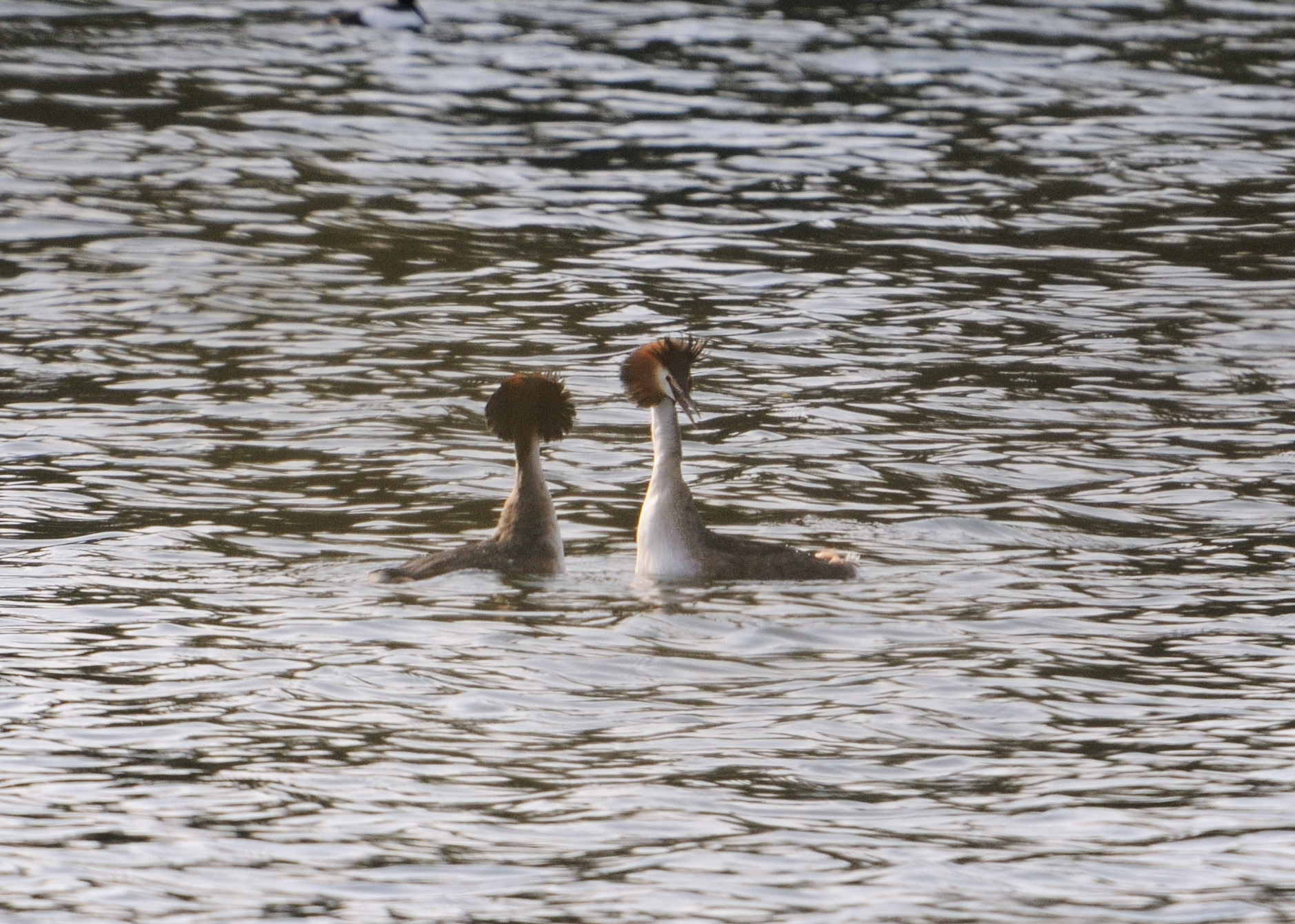 Displaying Grebes 2