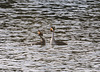 Displaying Grebes 1