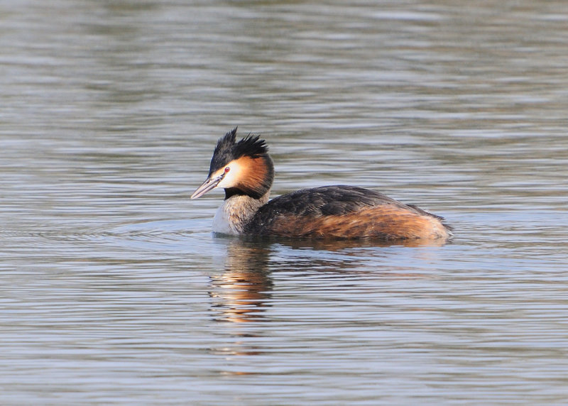 Great Crested Grebe