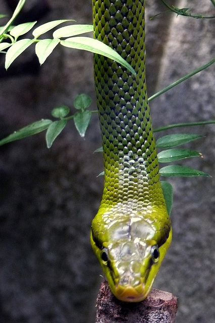 Serpent Beauval