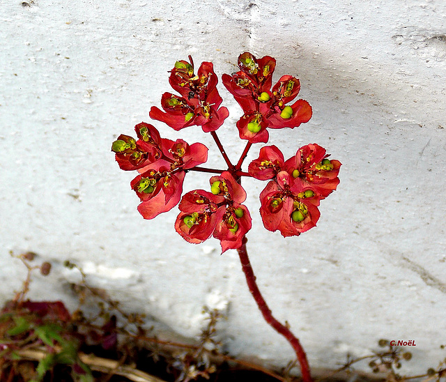 Fleur citadelle rouge !