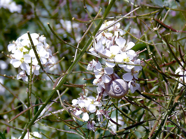 Qu'on est bien parmi les fleurs !