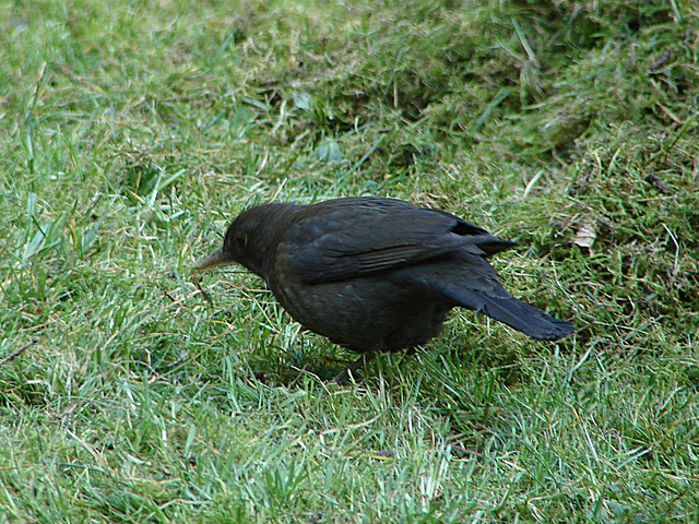 20070326 0061DSCw [D~LIP] Amsel [Schwarzdrossel] (Turdus merula), Bad Salzuflen