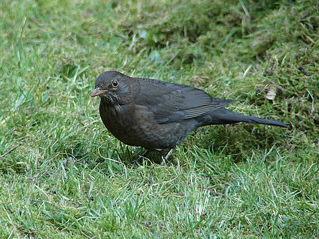 20070326 0062DSCw [D~LIP] Amsel [Schwarzdrossel] (Turdus merula), Bad Salzuflen