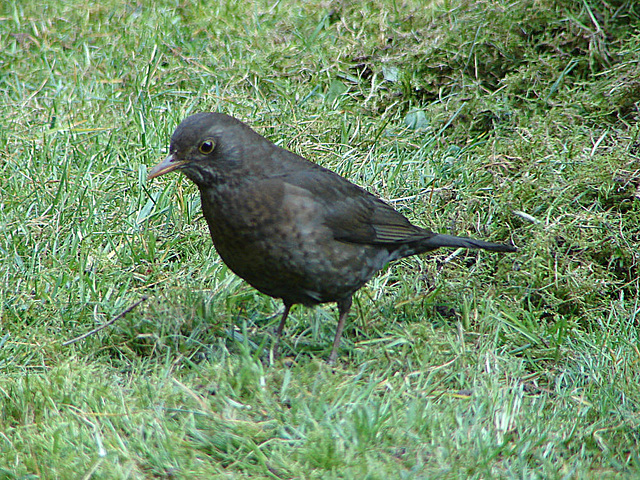 20070326 0063DSCw [D~LIP] Amsel [Schwarzdrossel] (Turdus merula), Bad Salzuflen