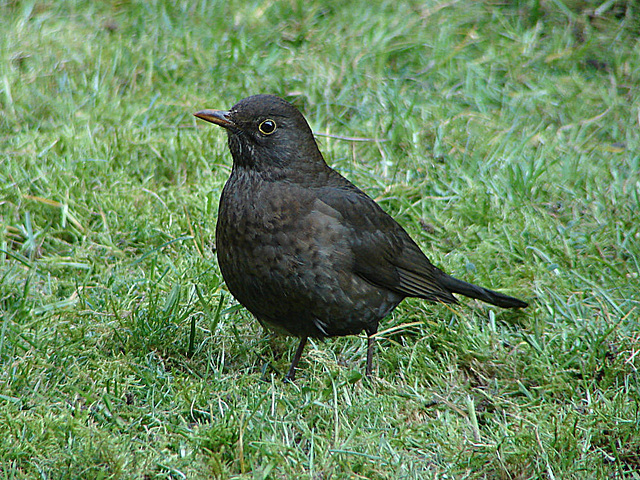 20070326 0064DSCw [D~LIP] Amsel [Schwarzdrossel] (Turdus merula), Bad Salzuflen