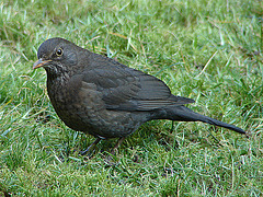 20070326 0065DSCw [D~LIP] Amsel [Schwarzdrossel] (Turdus merula), Bad Salzuflen