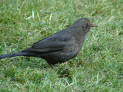 20070326 0066DSCw [D~LIP] Amsel [Schwarzdrossel] (Turdus merula), Bad Salzuflen