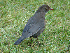 20070326 0067DSCw [D~LIP] Amsel [Schwarzdrossel] (Turdus merula), Bad Salzuflen