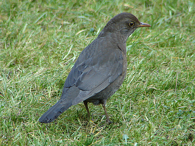 20070326 0067DSCw [D~LIP] Amsel [Schwarzdrossel] (Turdus merula), Bad Salzuflen